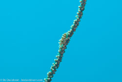 BD-151224-Dauin-9623-Dasycaris-zanzibarica.-Bruce.-1973-[Whip-Coral-Shrimp].jpg